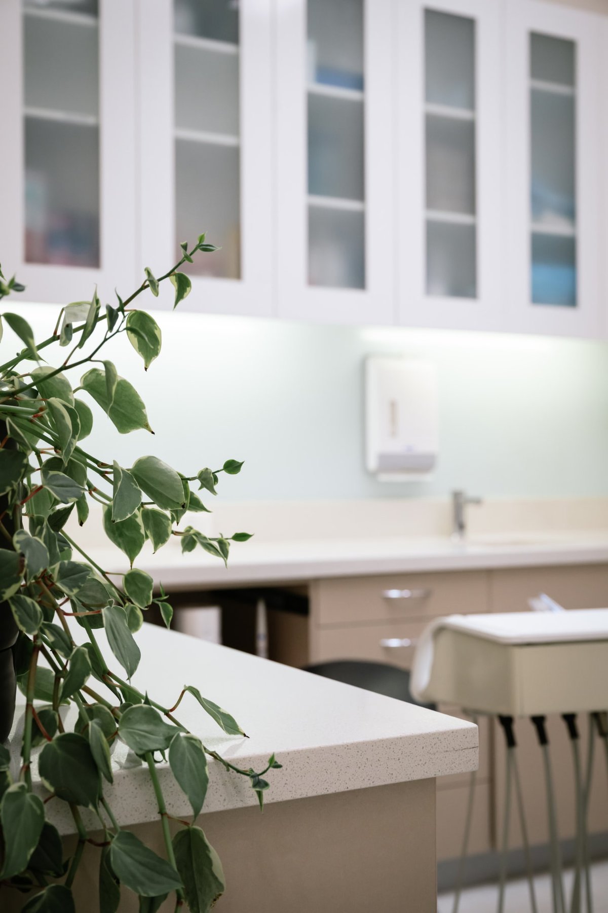 A leafy plant beside the white cabinets in a treatment room at Flinders Dental Practice